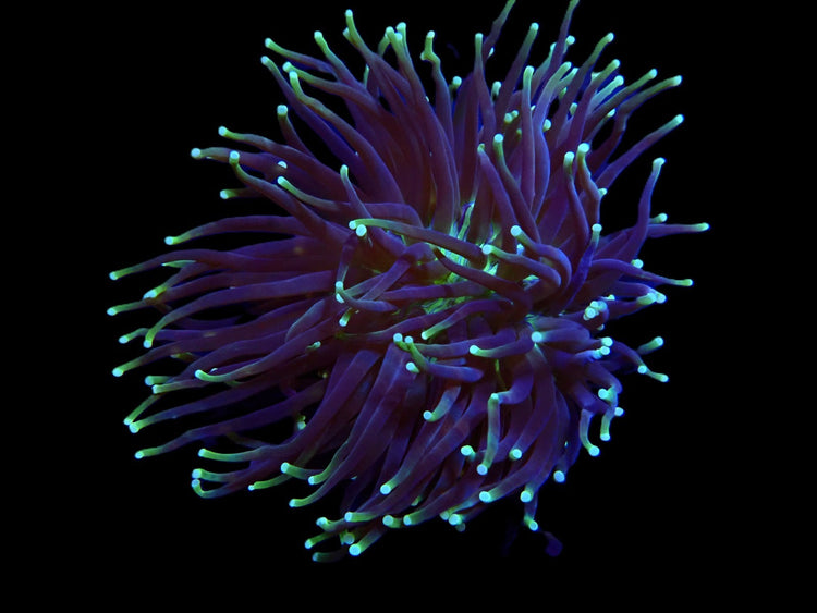 LPS (Large Polyp Stony corals)