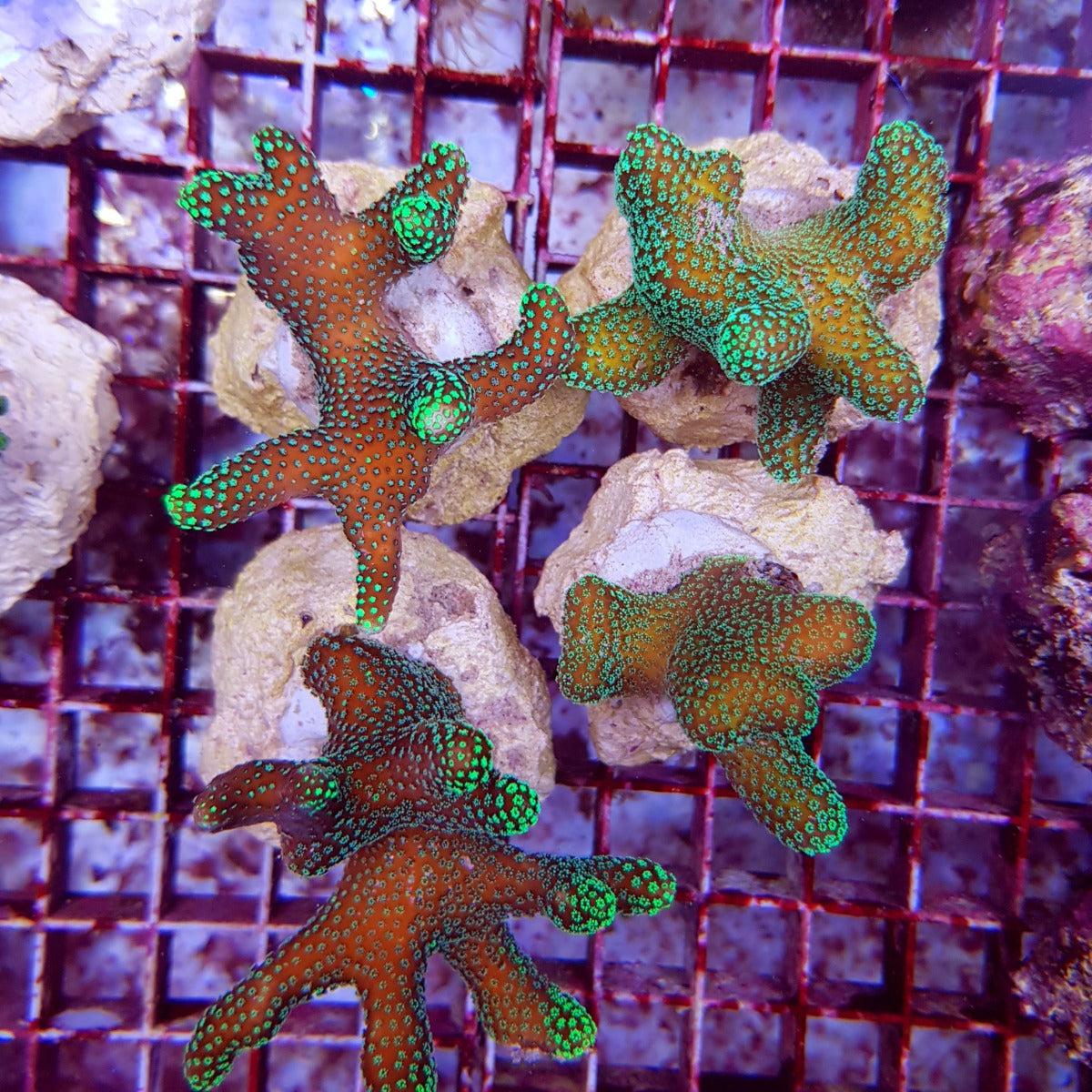 Stylophora pistillata (Green polyp)