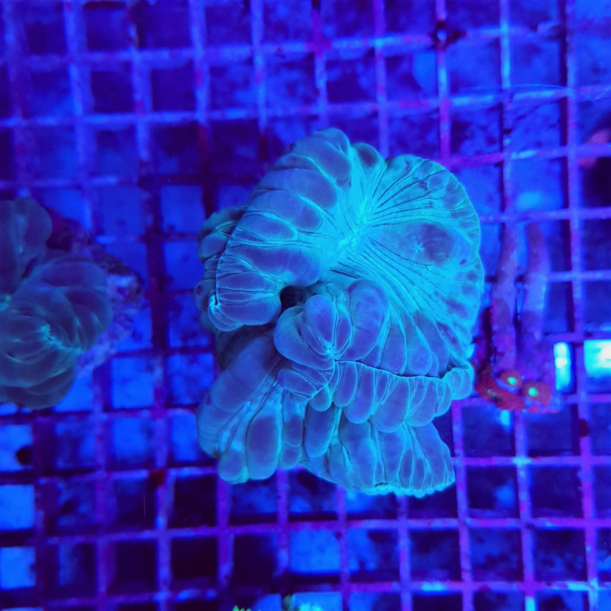 Plerogyra turbida