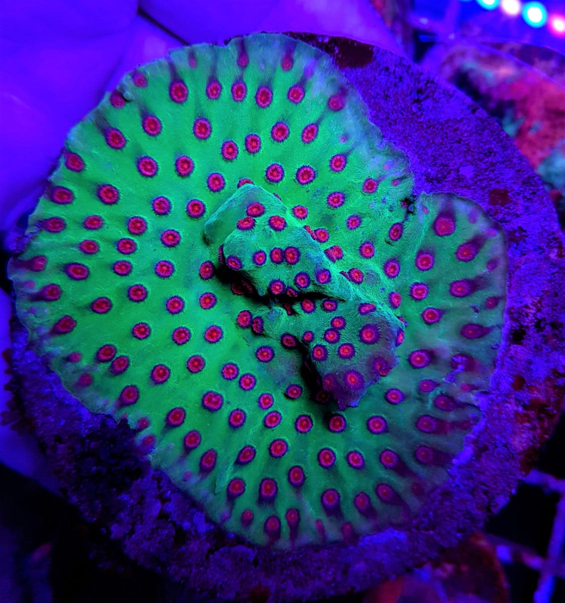 Cyphastrea (Ultra)