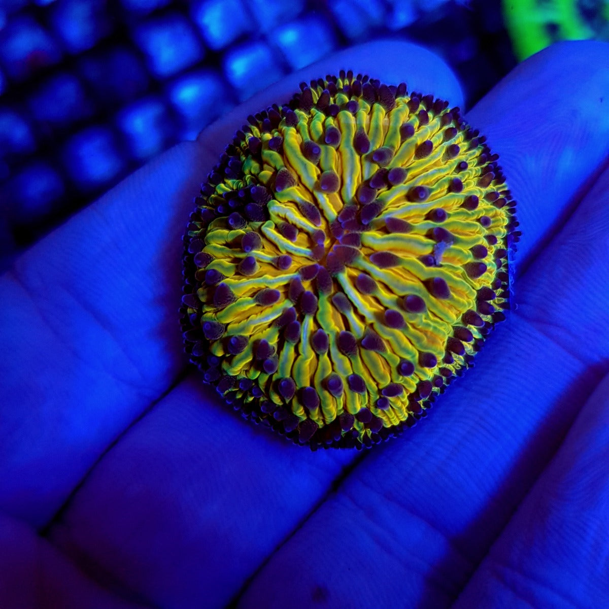 Cycloseris (Rainbow)