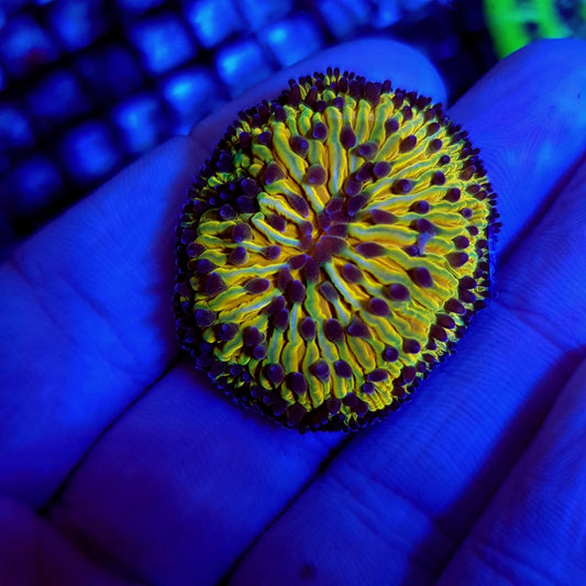 Cycloseris (Regenboog)