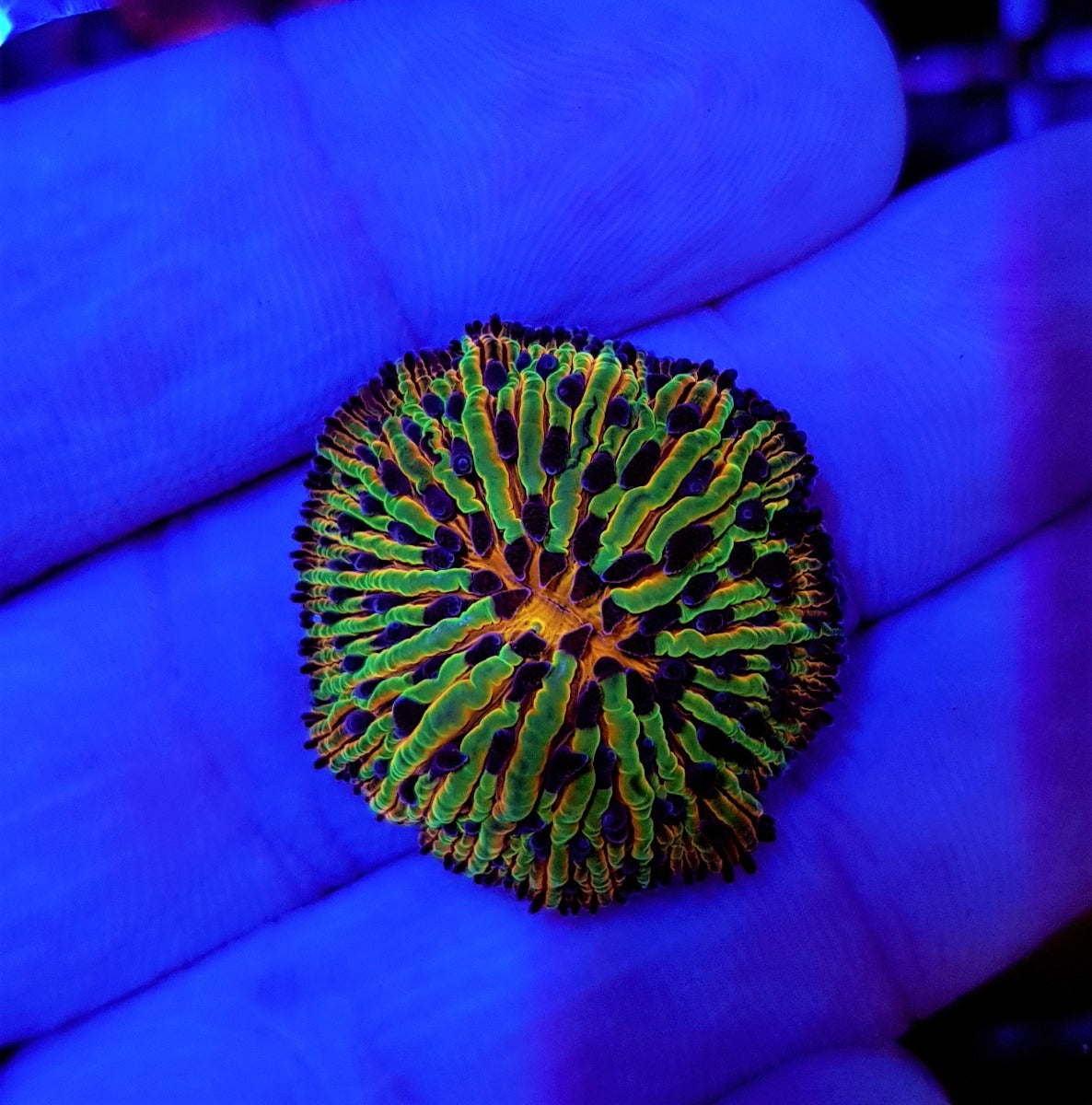 Cycloseris (Rainbow)