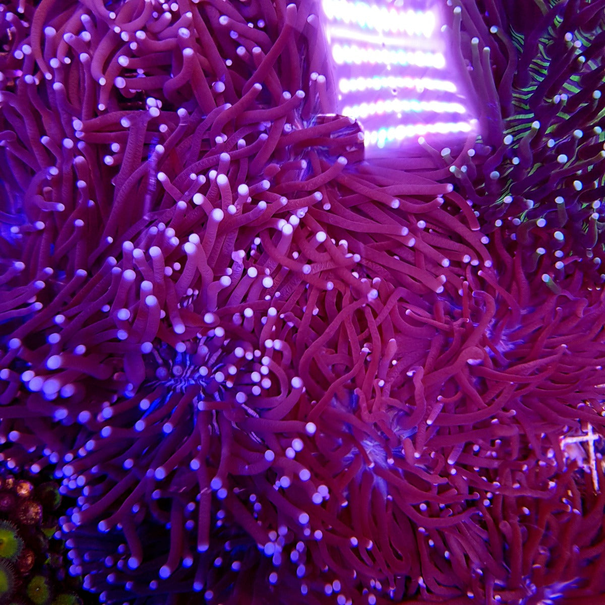 Heliofungia actiniformis