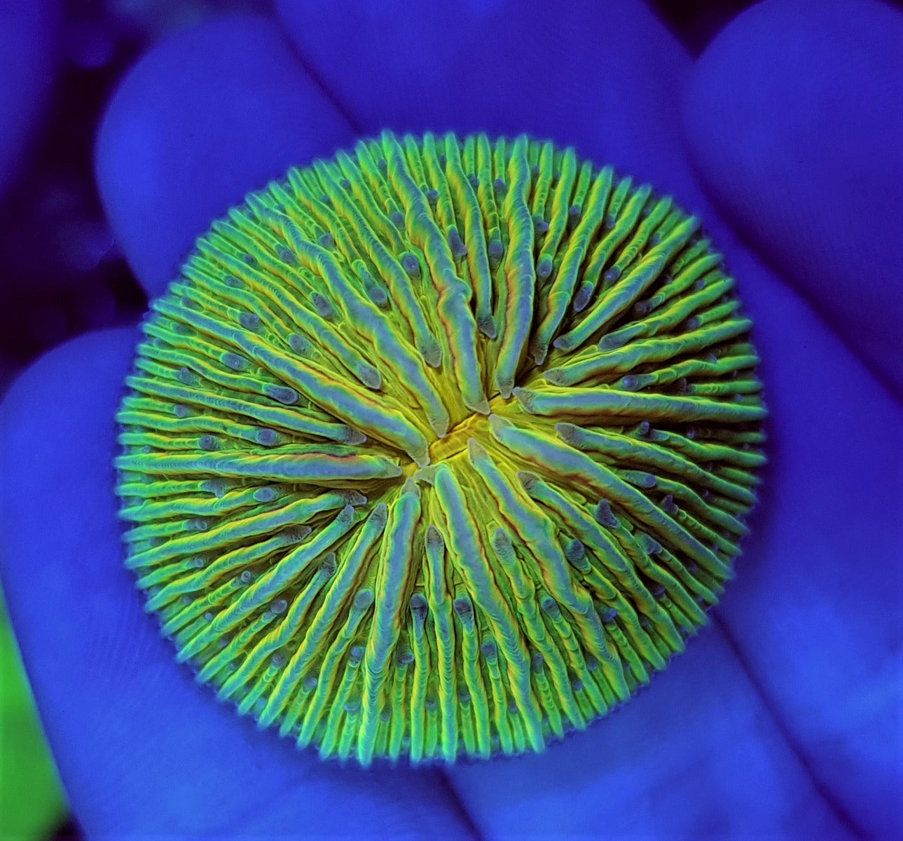 Cycloseris (Rainbow)