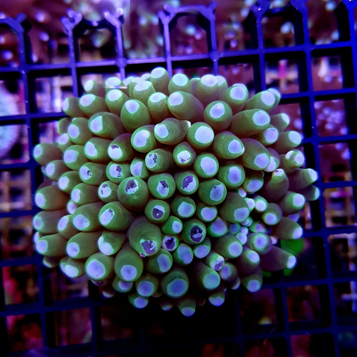 Heliofungia actiniformis (Green)