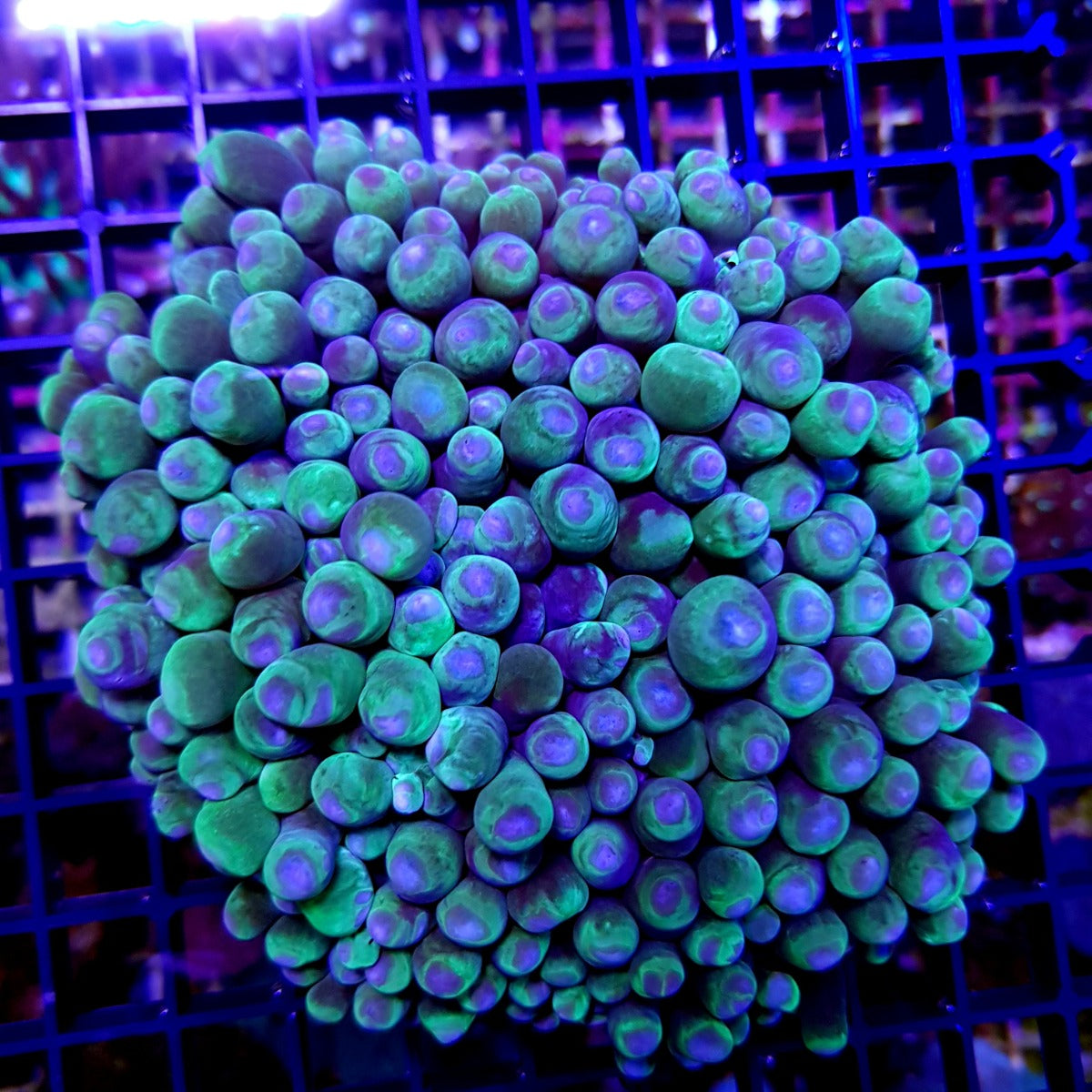 Heliofungia actiniformis (Green)