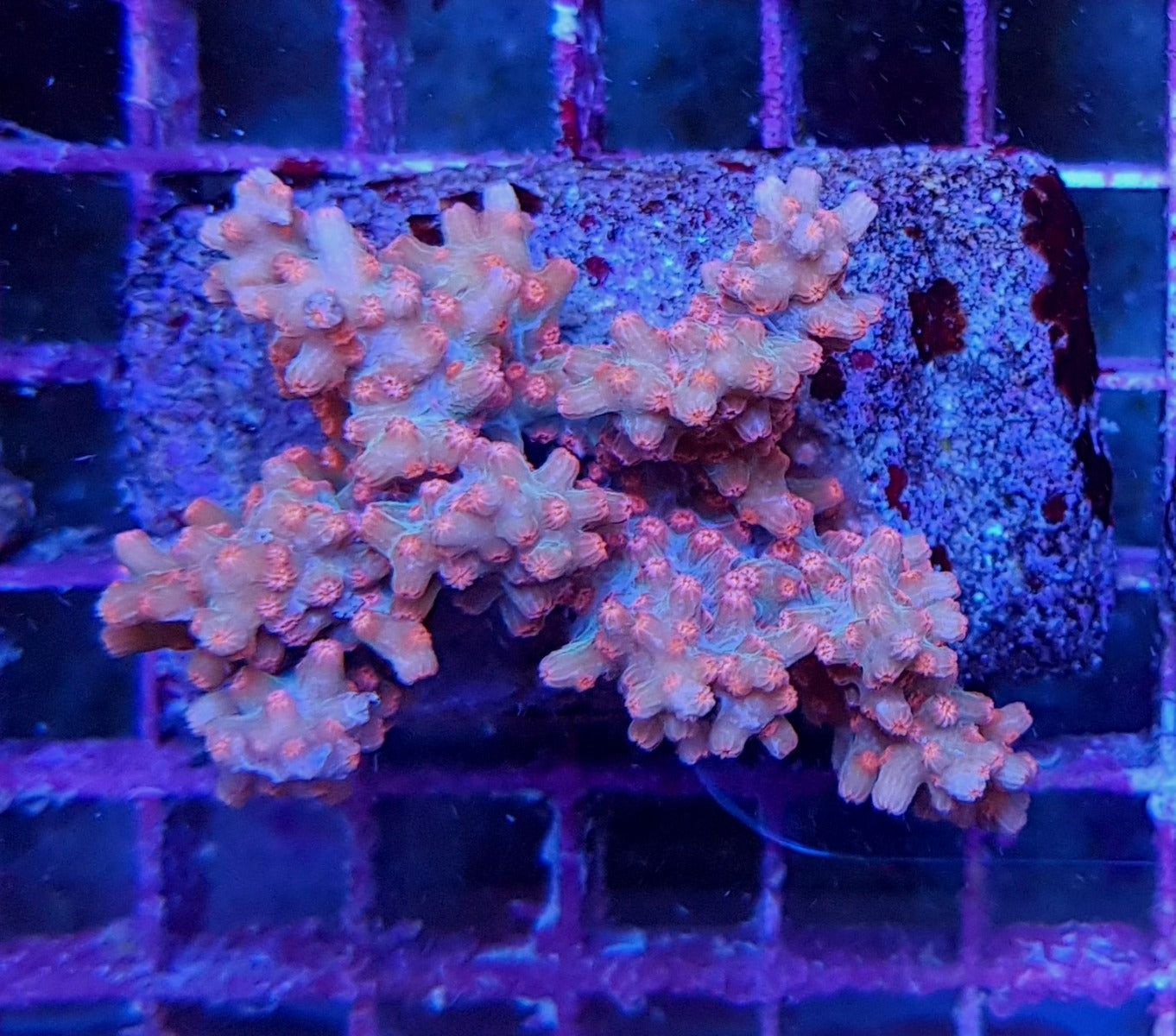 Cyphastrea decadia