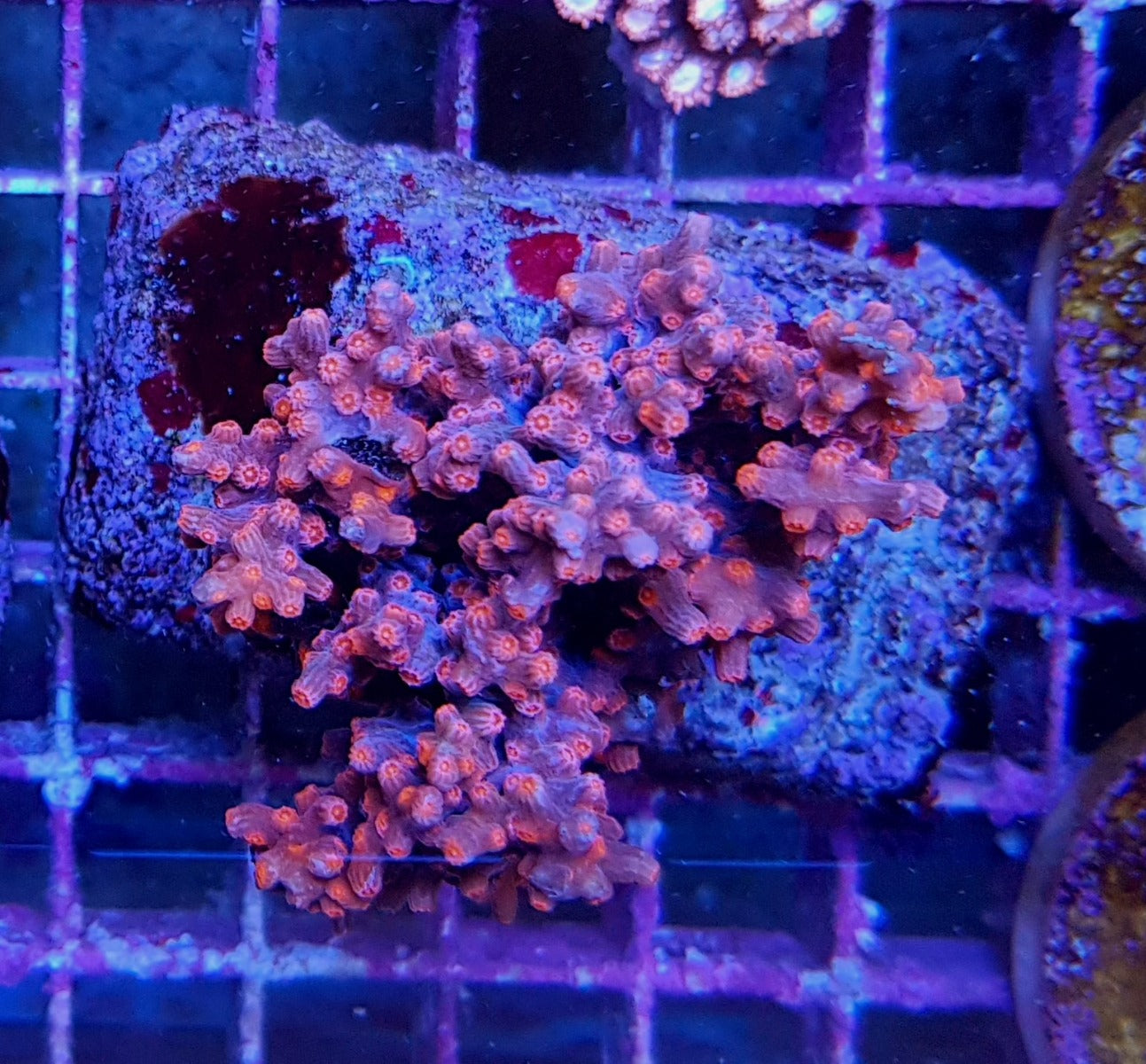 Cyphastrea decadia