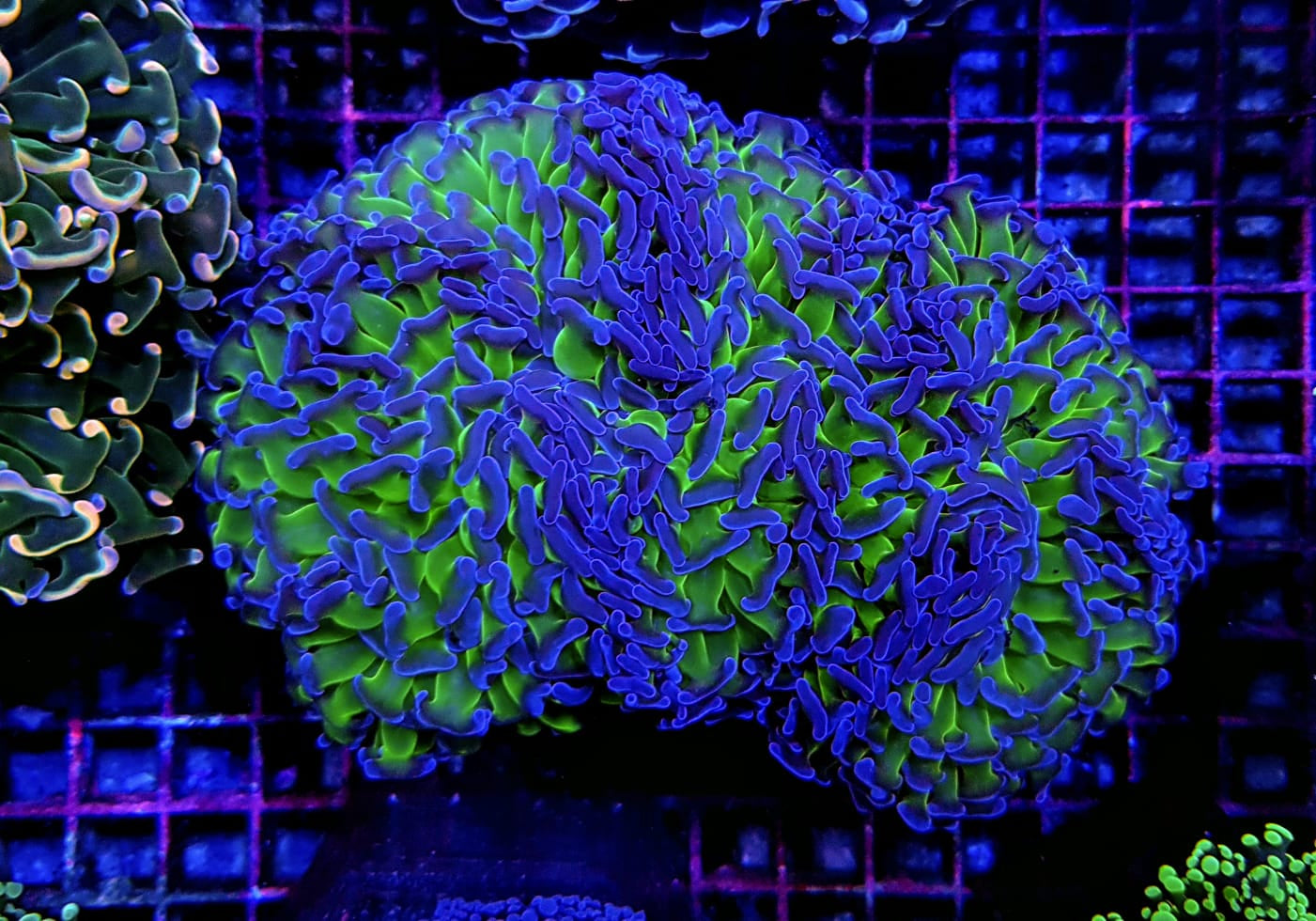 Euphyllia ancora (tweekleurig)