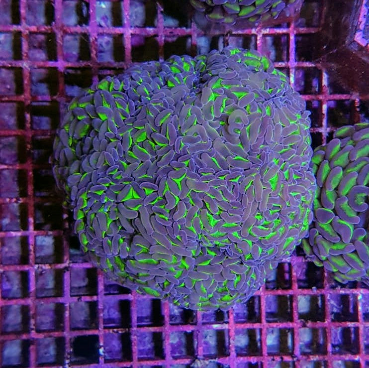 Euphyllia ancora (tweekleurig)