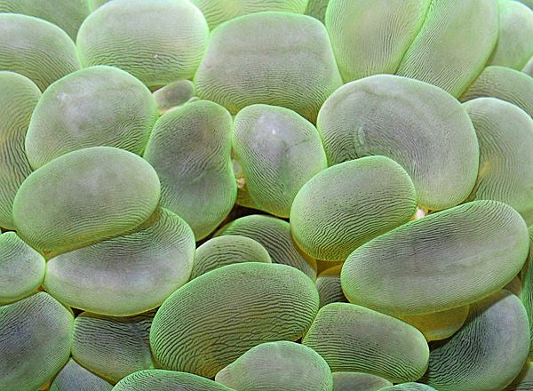 Plerogyra sinuosa (Groen)