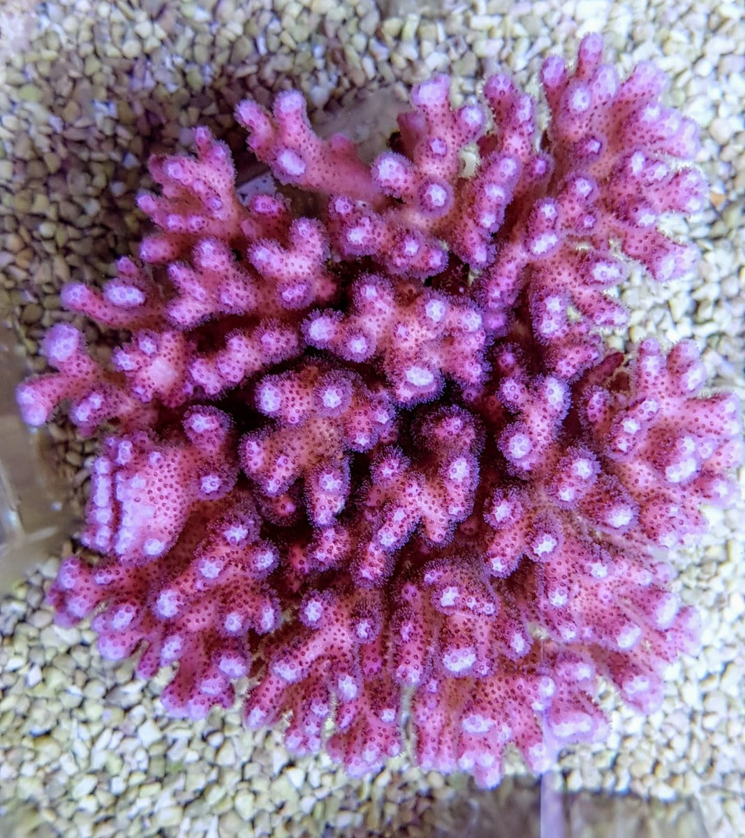 Pocillopora damicornis (Pink)