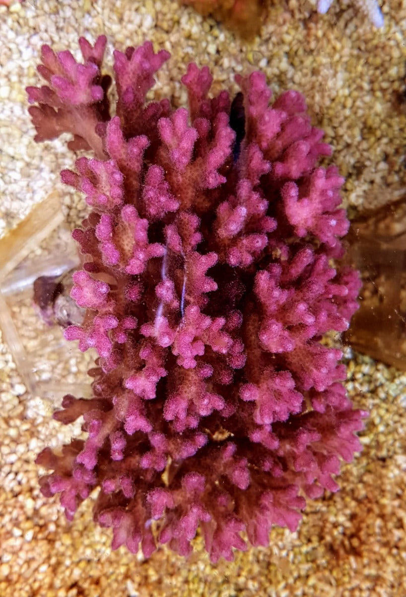 Pocillopora damicornis (Pink)