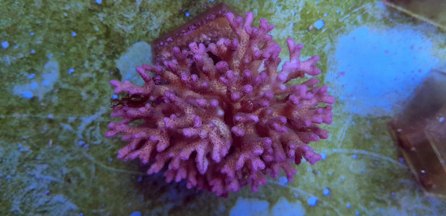 Pocillopora damicornis (Pink)