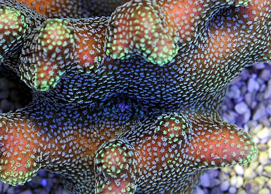 Stylophora pistillata (Groene poliep)