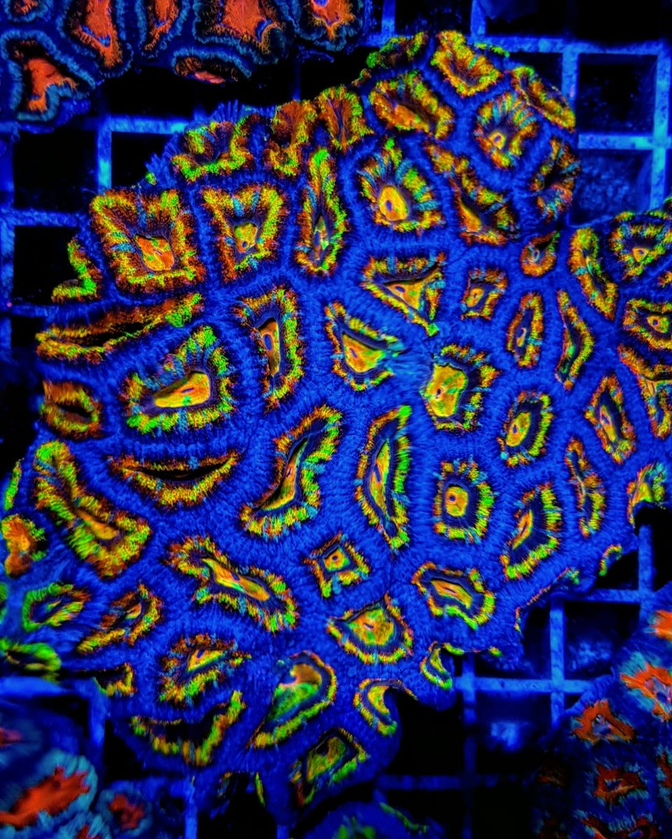 Acanthastrea lordhowensis (Ultra)