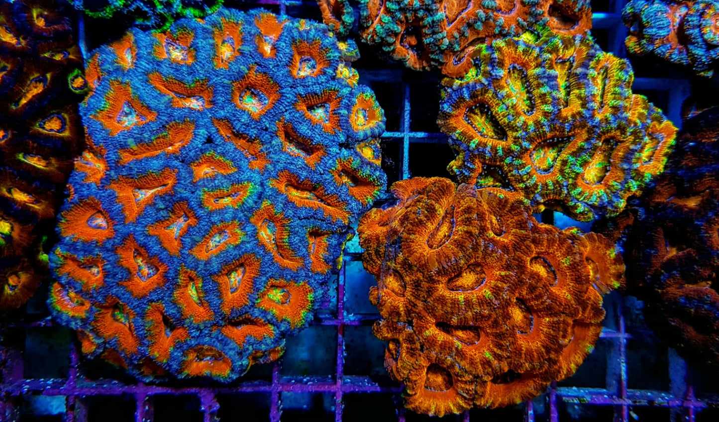 Acanthastrea lordhowensis (Ultra)