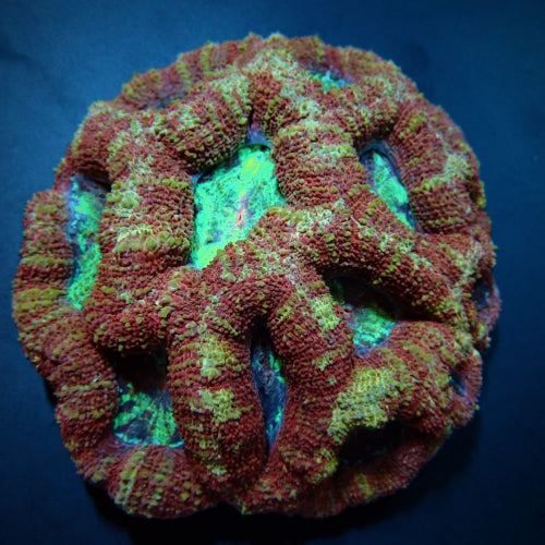 Acanthastrea prieel (Premium)