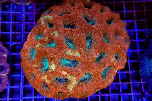 Acanthastrea prieel (Premium)