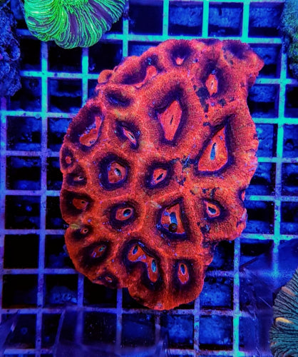 Acanthastrea bowerbanki (Premium)