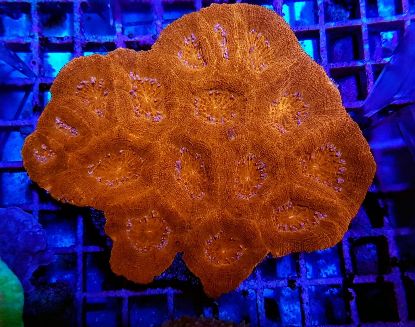Acanthastrea bowerbanki (Premium)