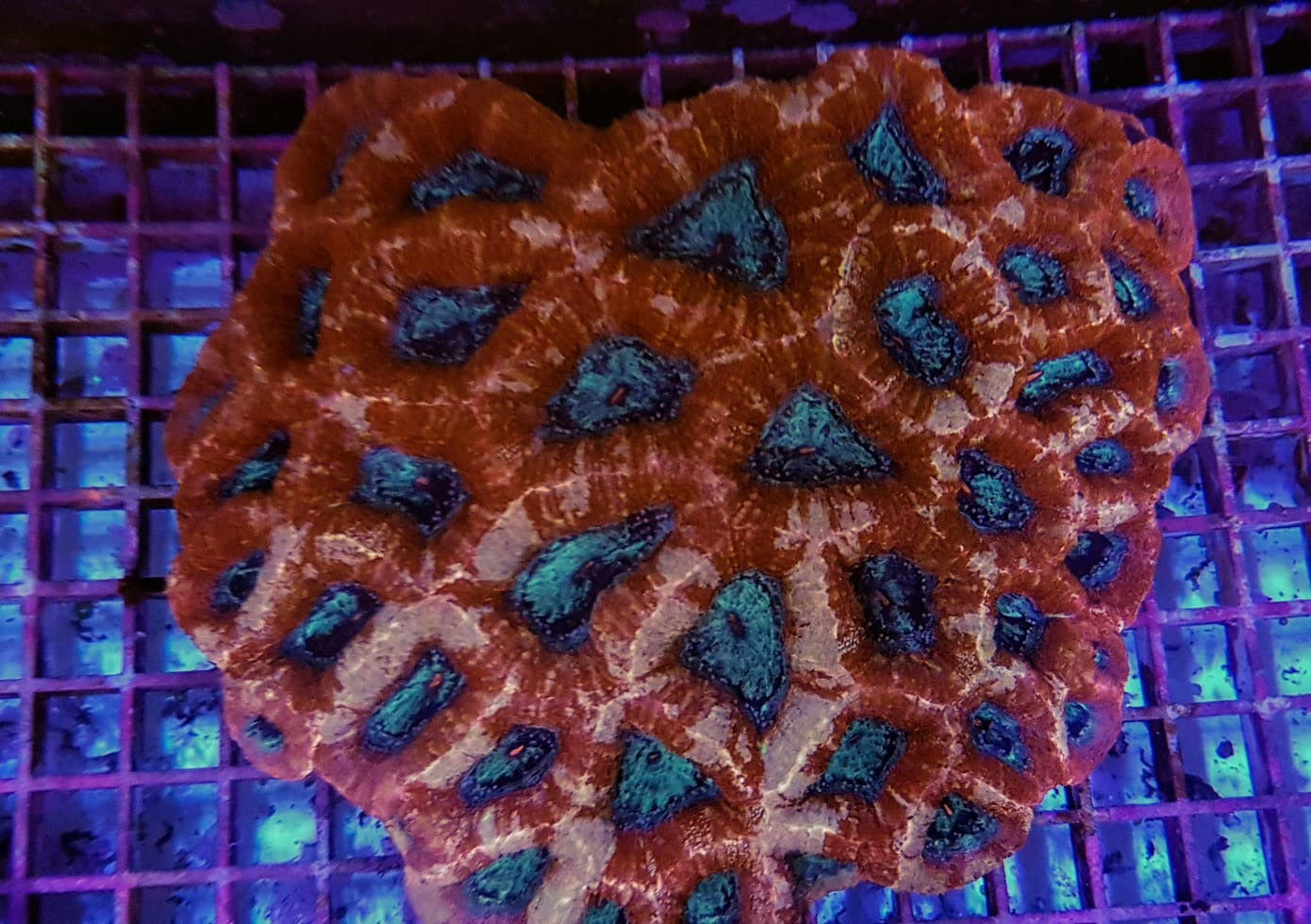 Acanthastrea bowerbanki (Premium)