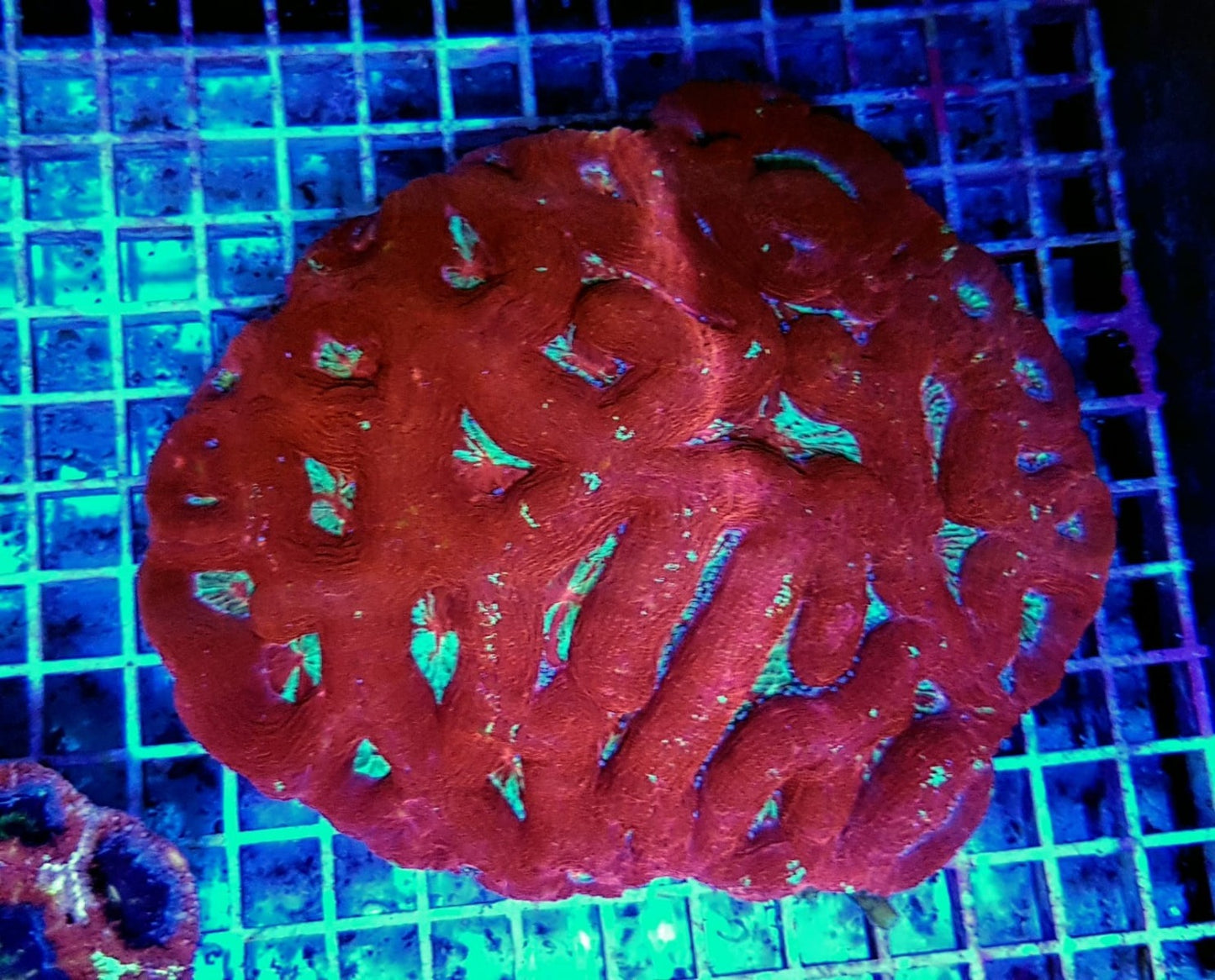 Acanthastrea bowerbanki (Ultra)