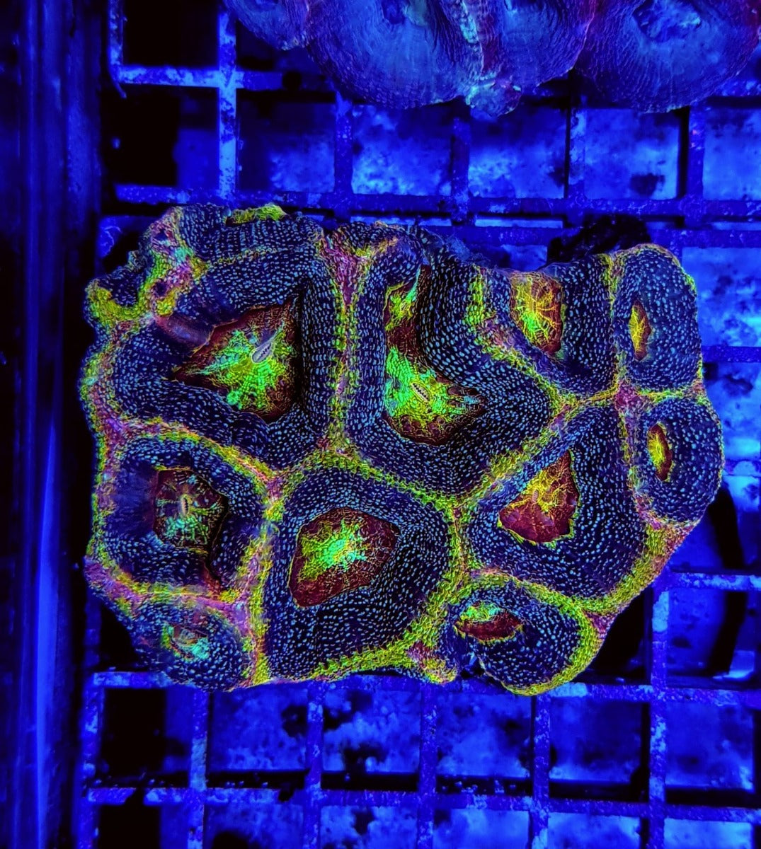 Acanthastrea bowerbanki (Ultra)