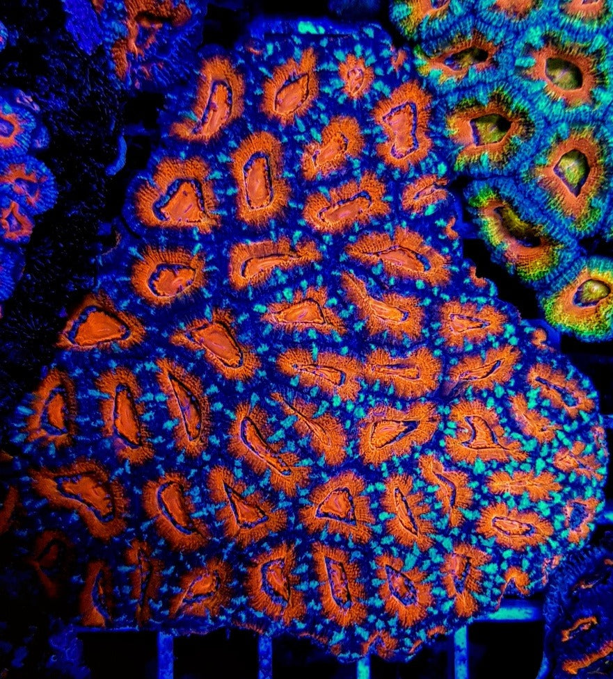 Acanthastrea lordhowensis (Red premium)