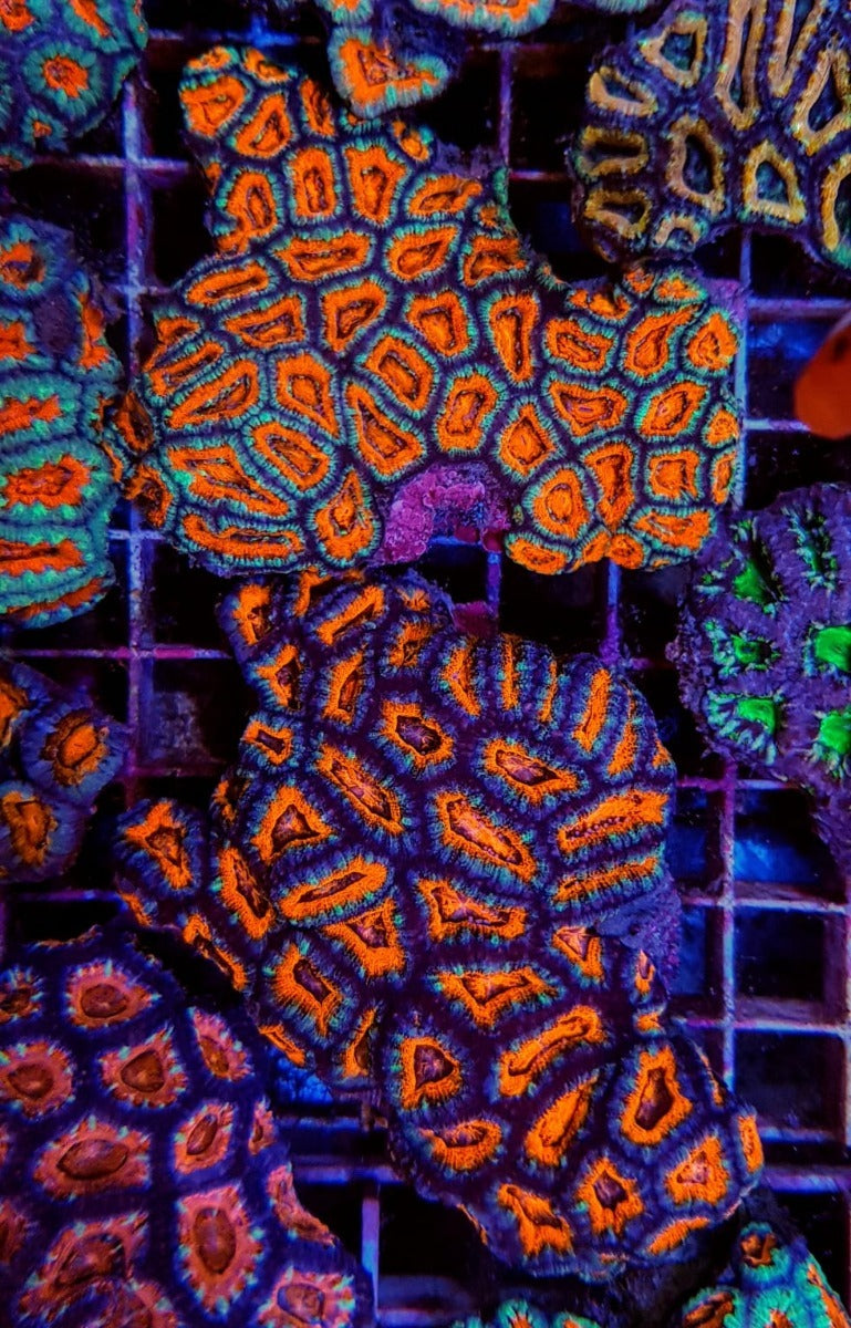 Acanthastrea lordhowensis (Red premium)
