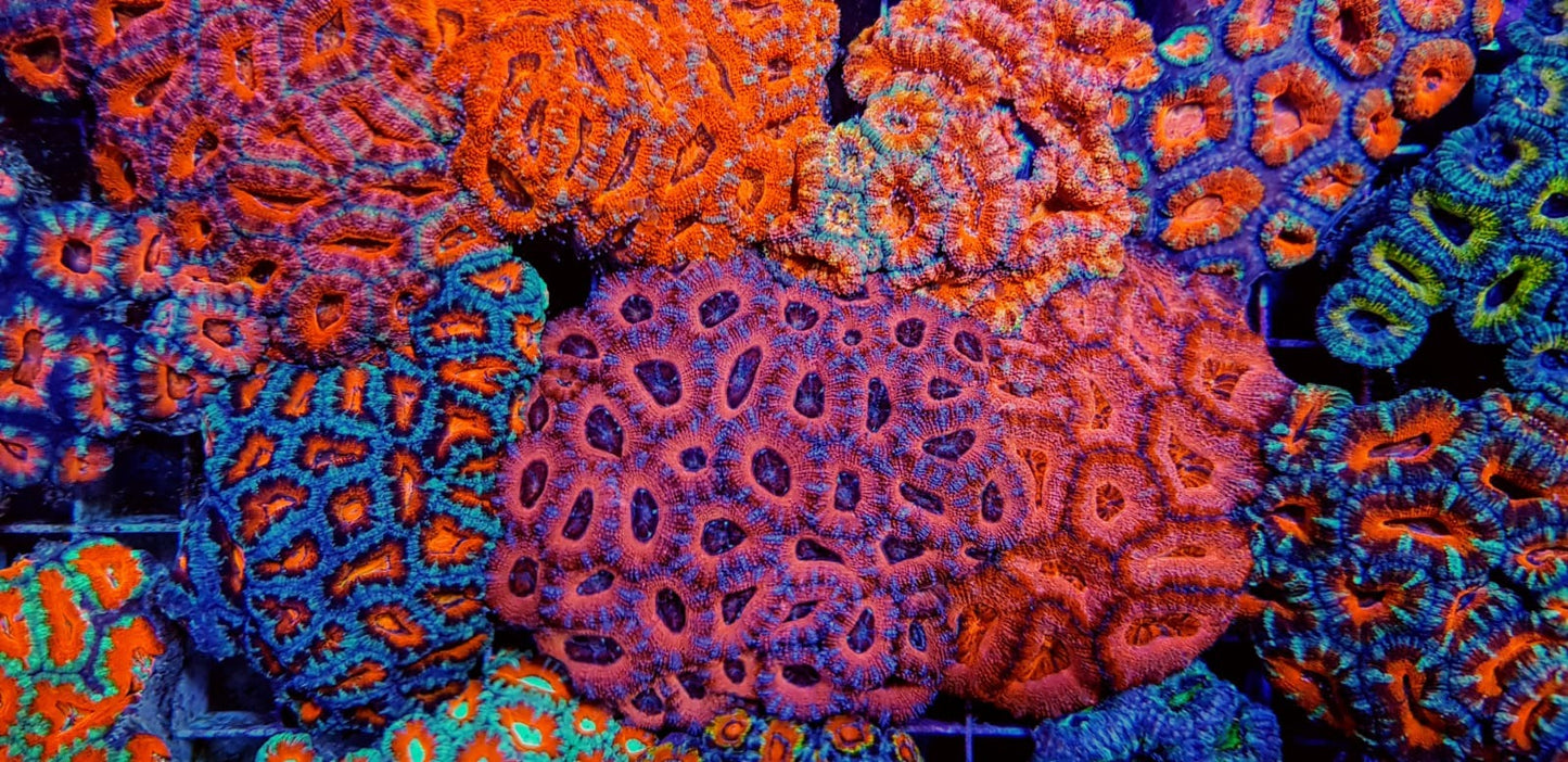 Acanthastrea lordhowensis (Red premium)