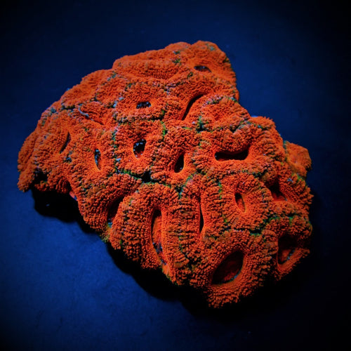 Acanthastrea lordhowensis (Red premium)