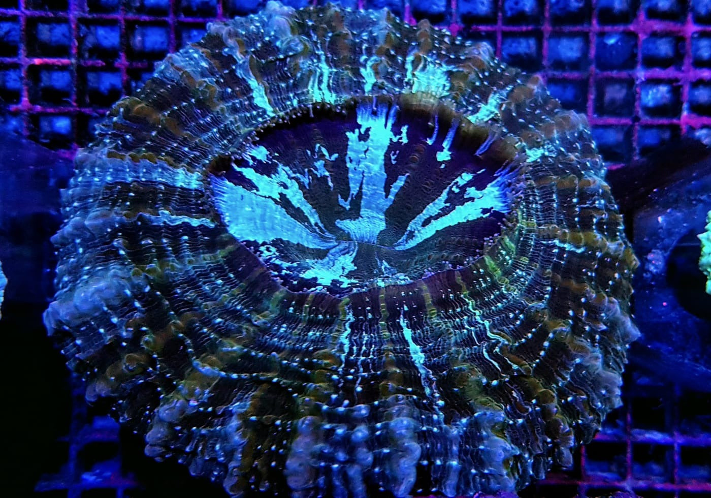 Acanthophyllia deshayesiana (Green)