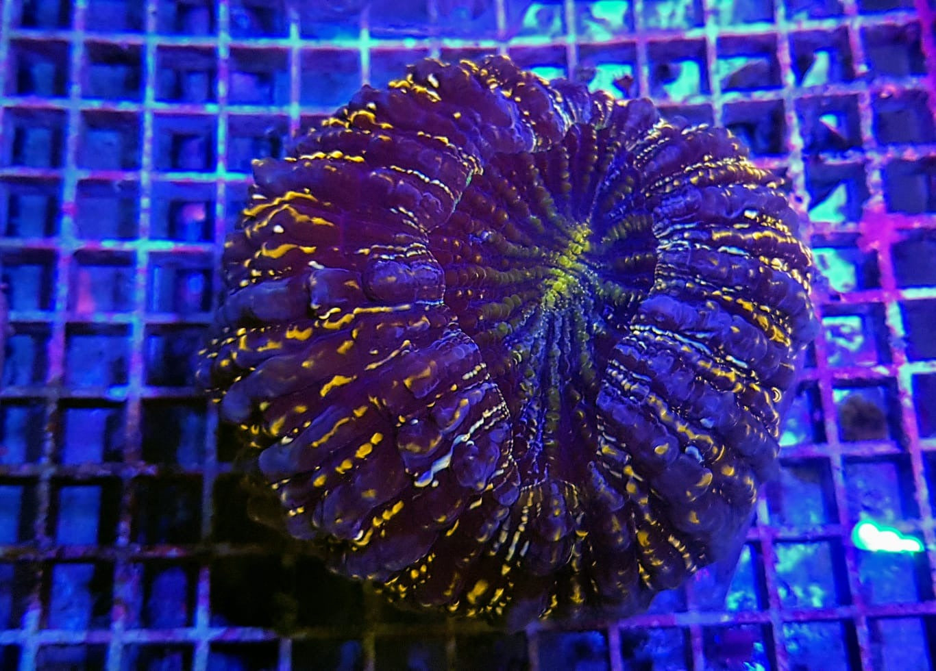 Acanthophyllia deshayesiana (Premium)