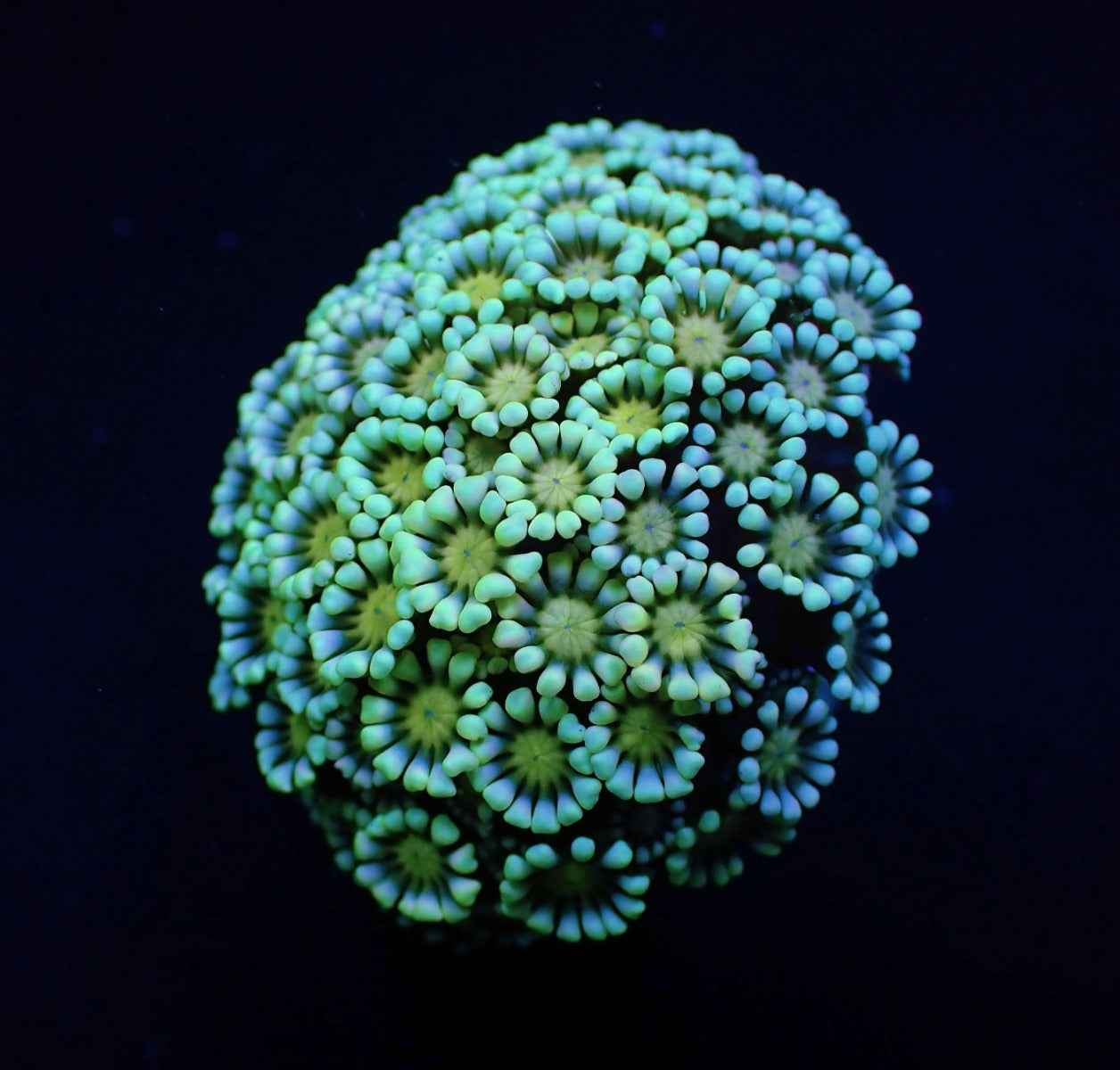 Alveopora spp. (Premium)