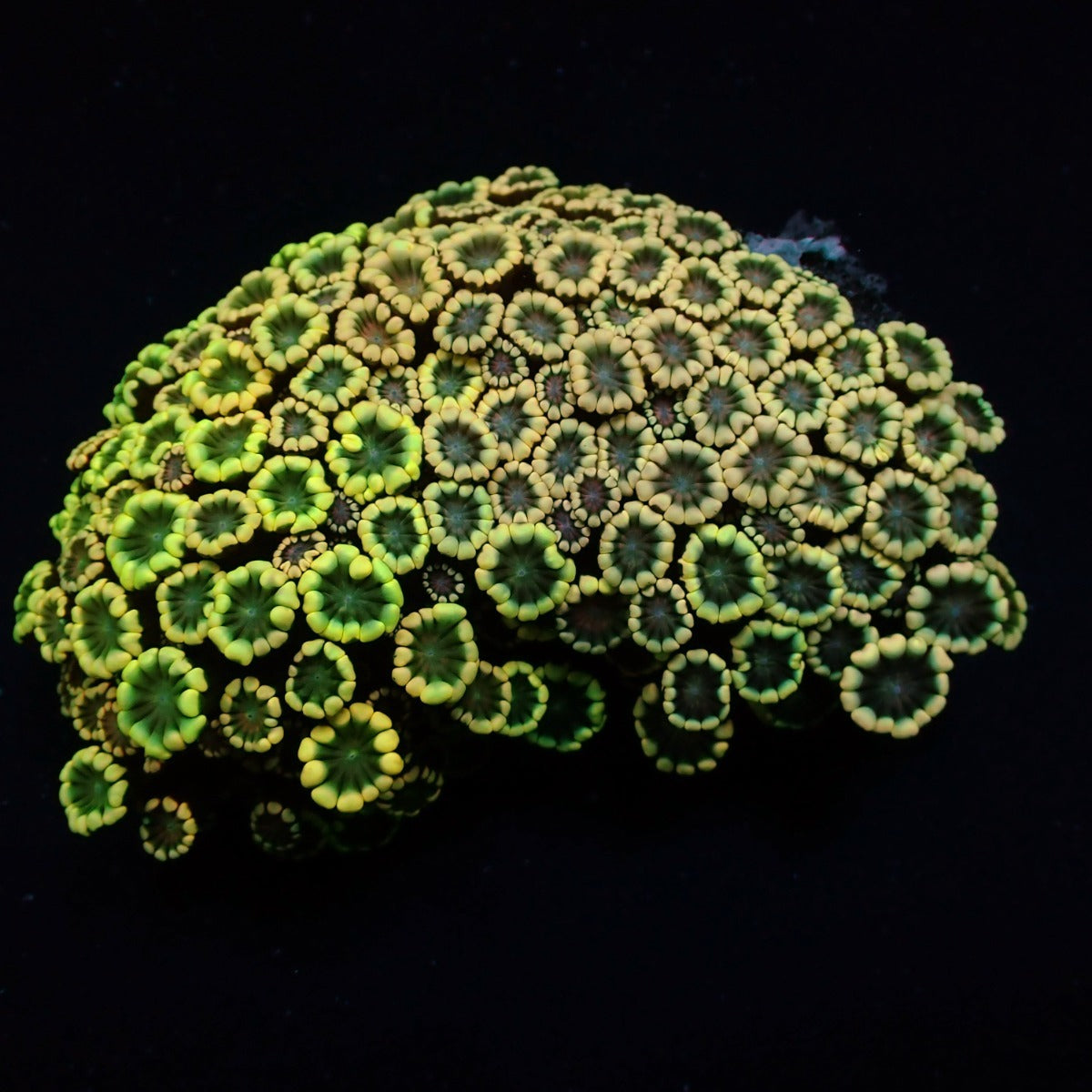 Alveopora spp. (Ultra)