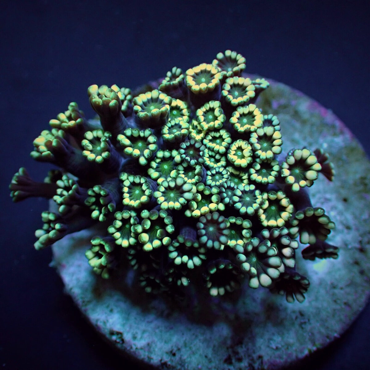 Alveopora spp. (Ultra)