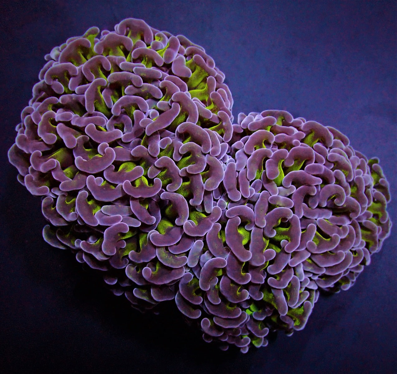Euphyllia ancora (tweekleurig)
