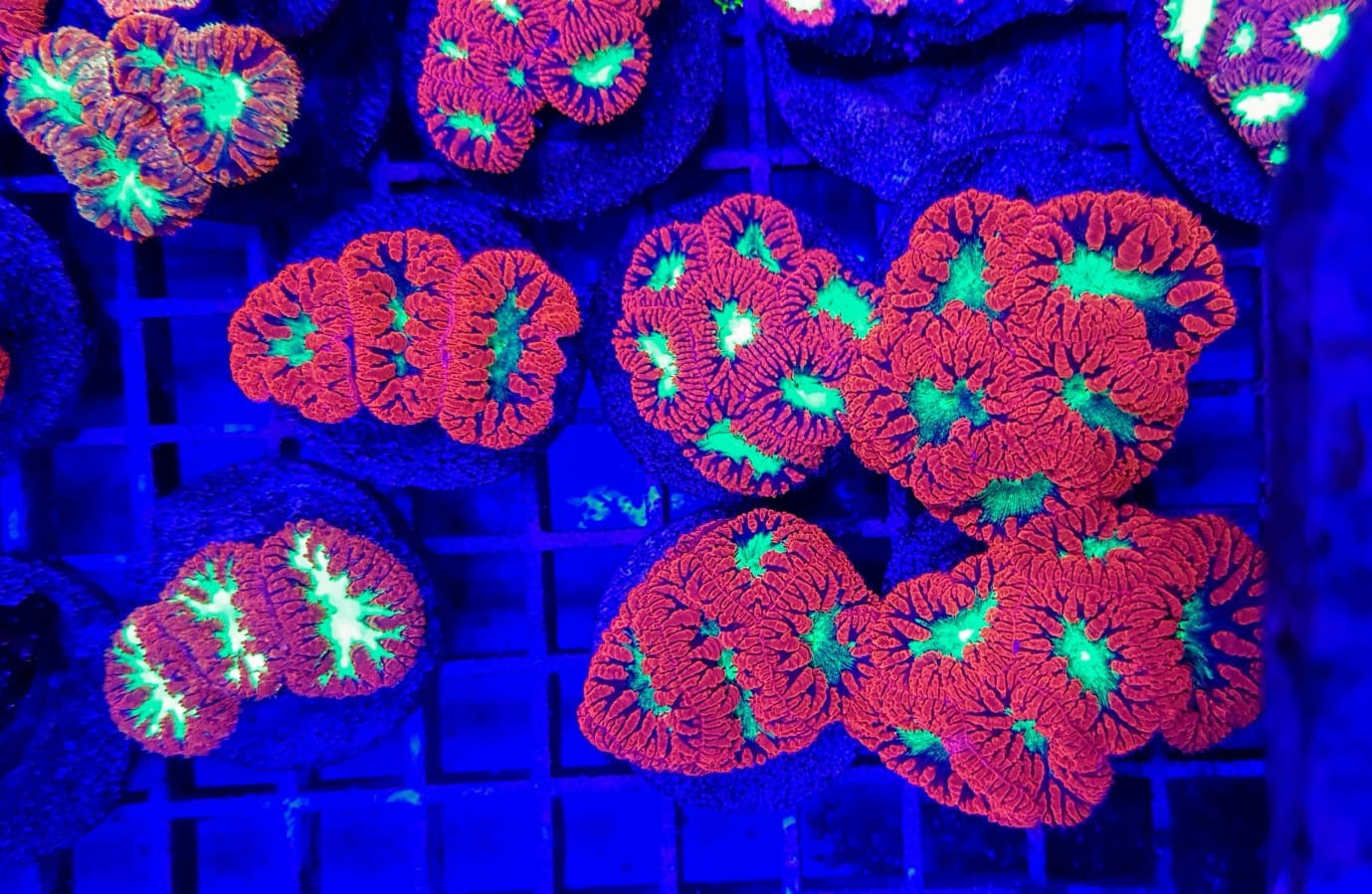 Blastomussa wellsi (Ultra)