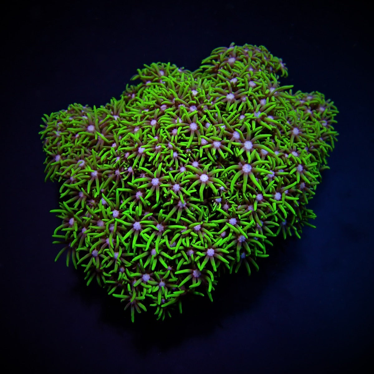 Briareum spp. (Grade A)