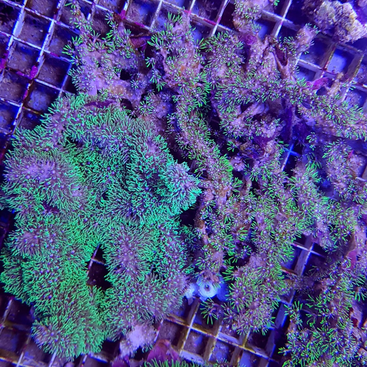 Briareum spp. (Grade A)