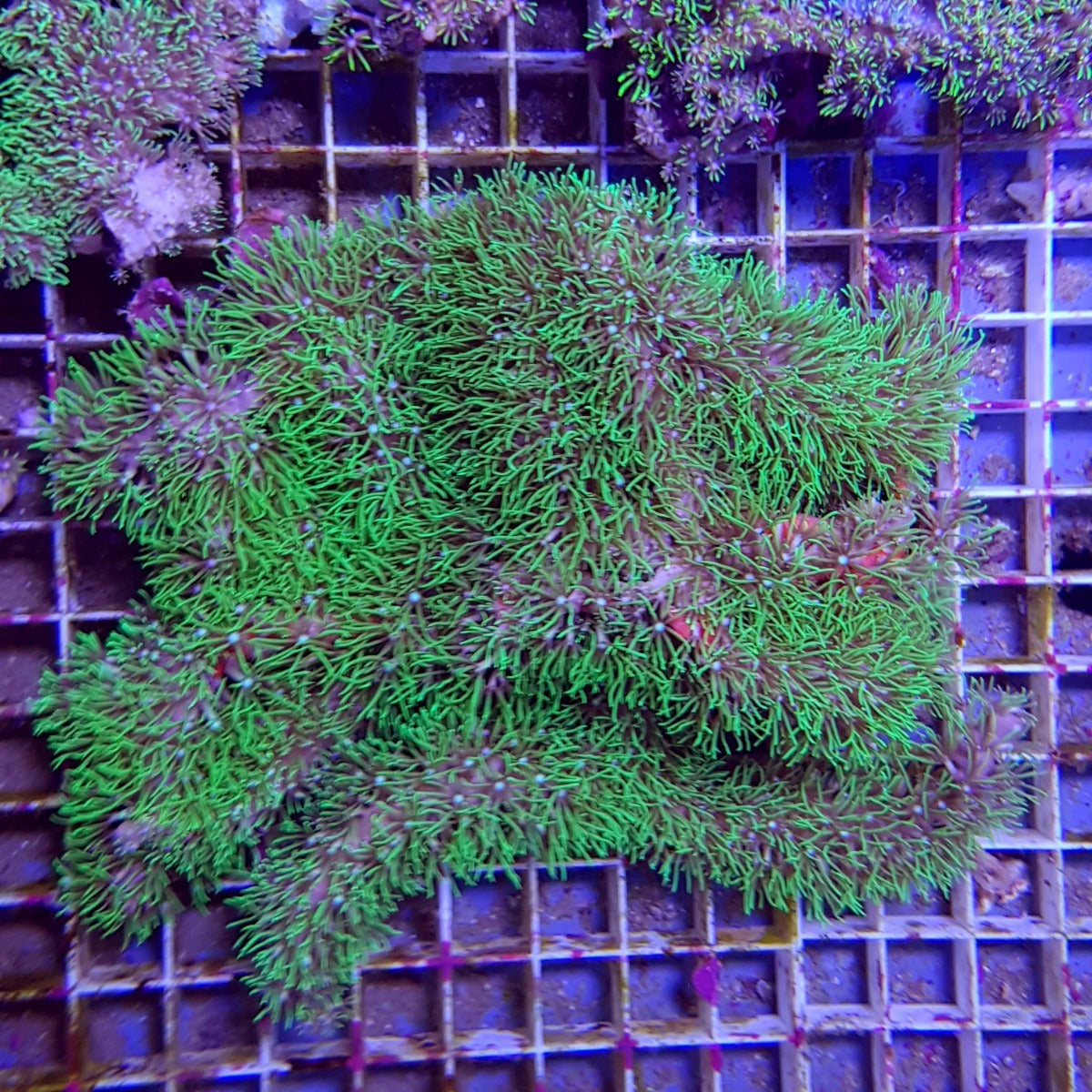 Briareum spp. (Grade A)