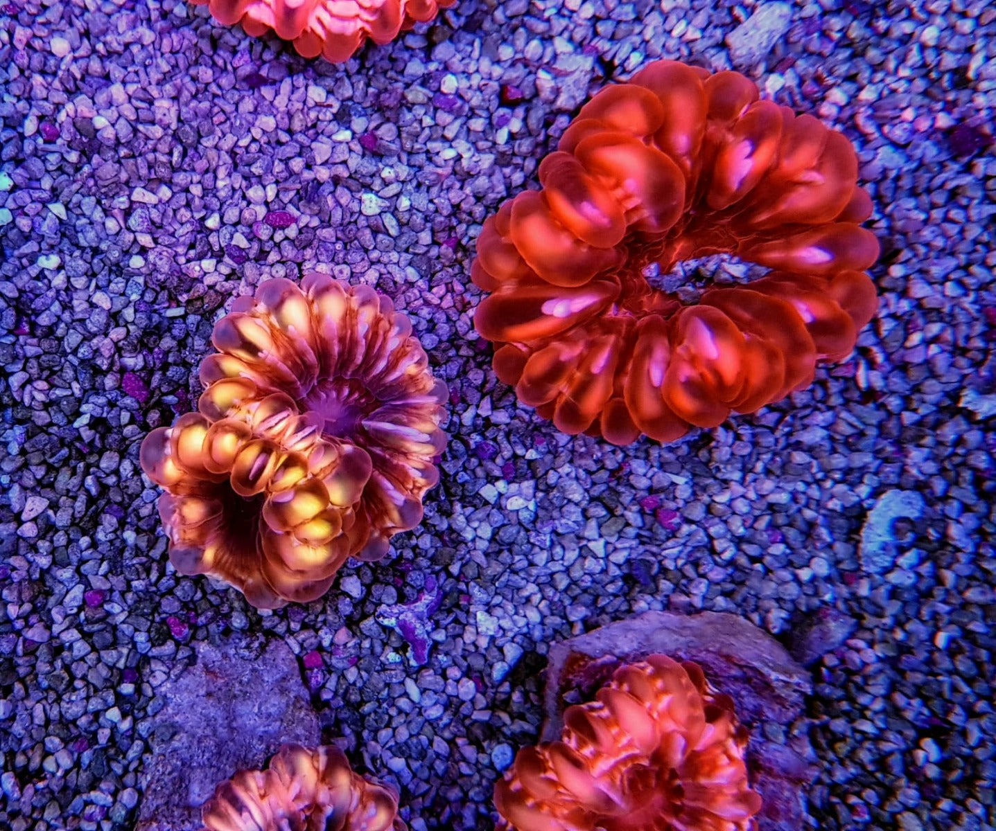 Cynarina spp. (Premium)