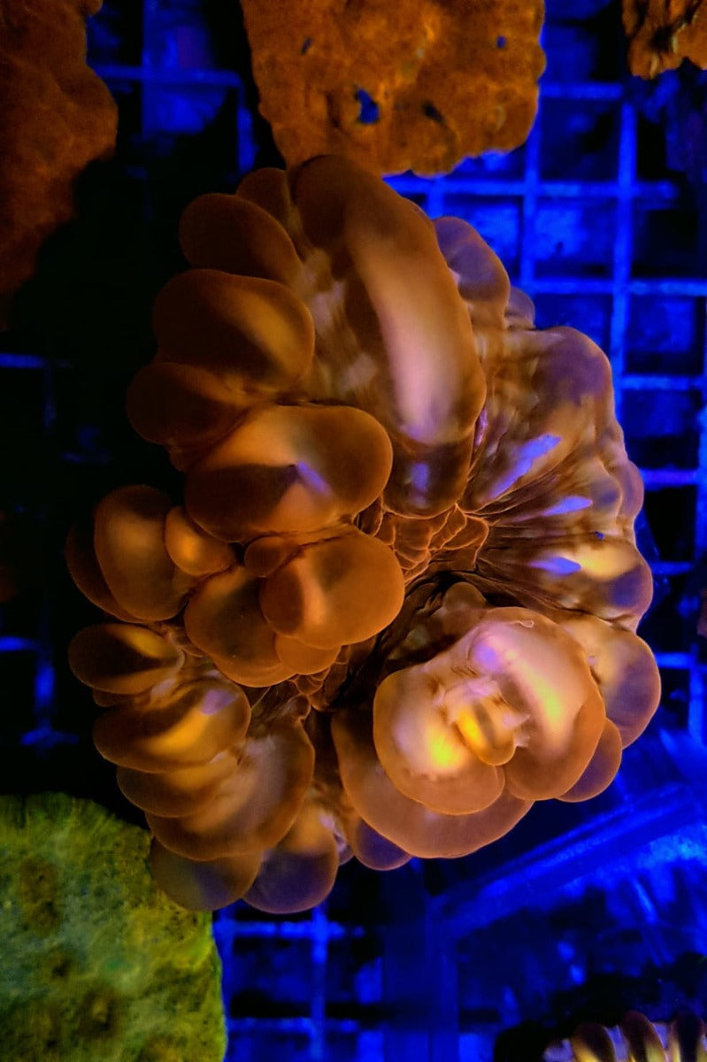 Cynarina spp. (Premium)