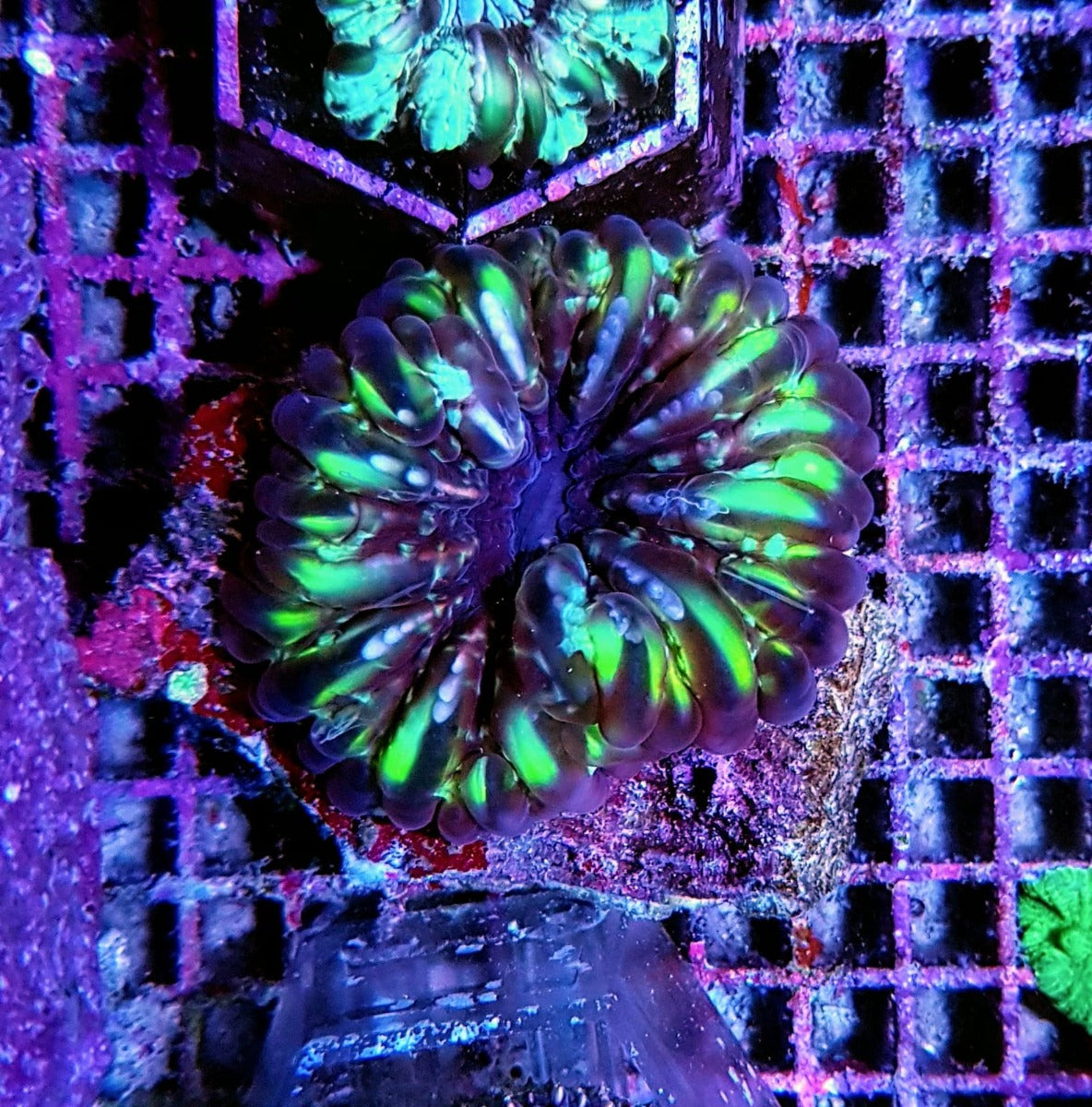 Cynarina spp. (Premium)