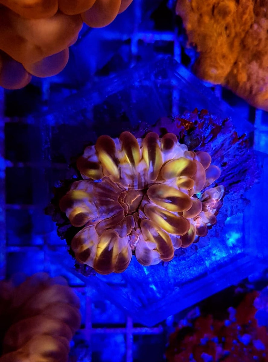 Cynarina spp. (Premium)