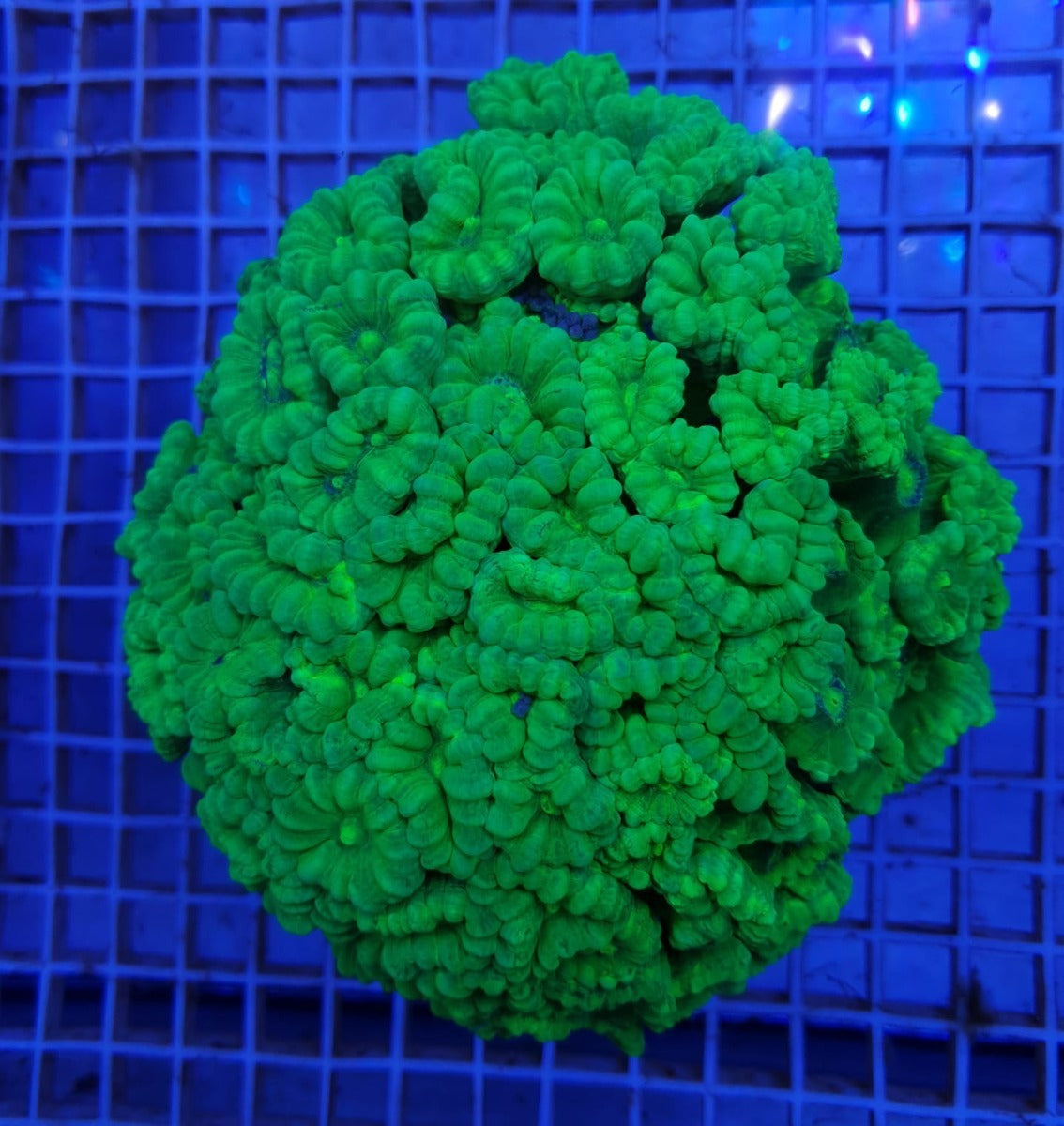 Caulastrea curvata (Ultra)