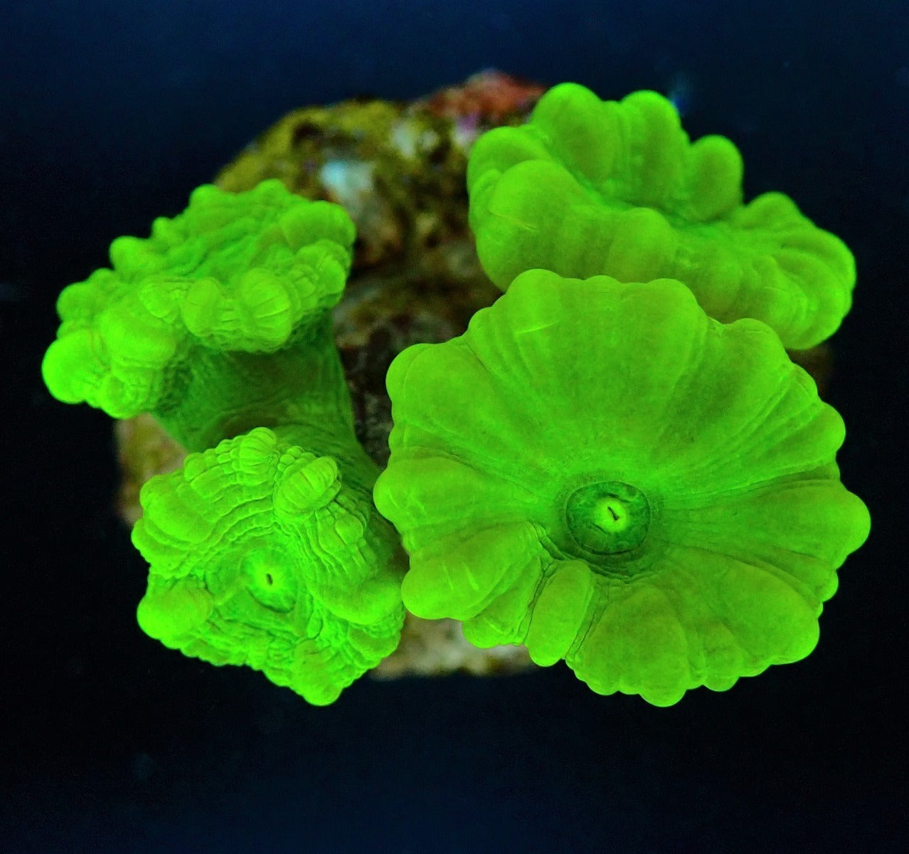 Caulastrea curvata (Ultra)