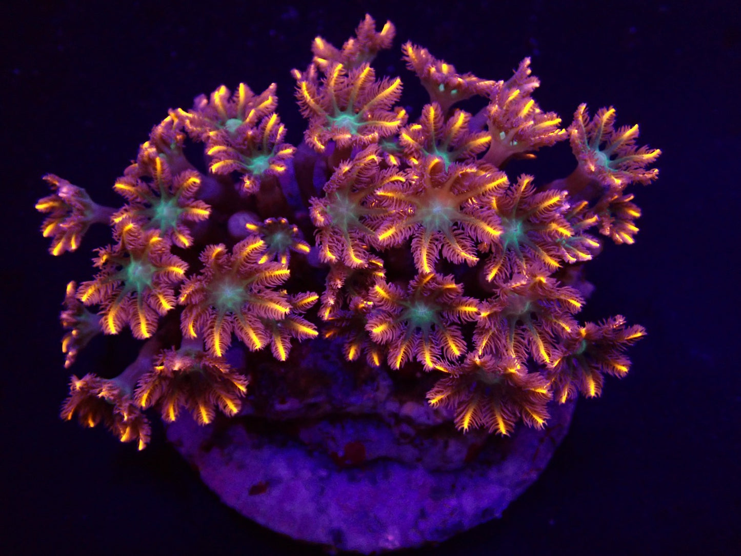 Clavularia (Orange/striped)
